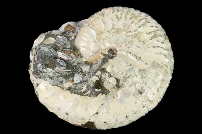 Iridescent, Fossil Ammonite (Discoscaphites) - South Dakota #155426